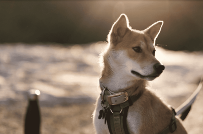 Dog Parks Close to Square One